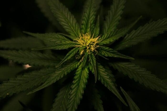 A marijuana plant